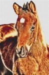 (image for) Bay Foal
